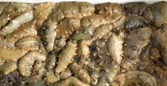 Sea cucumber prices steady rise, this spring sea cucumber Market bullish!